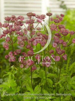 botanic stock photo Astrantia