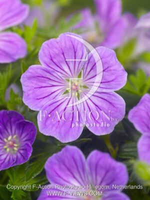 botanic stock photo Geranium