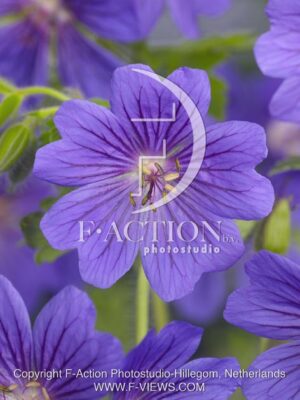 botanic stock photo Geranium