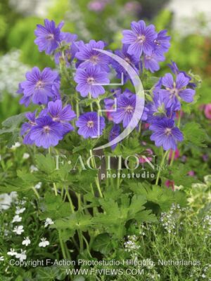 botanic stock photo Geranium