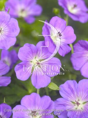 botanic stock photo Geranium
