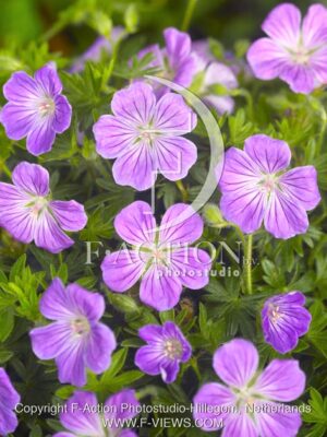 botanic stock photo Geranium