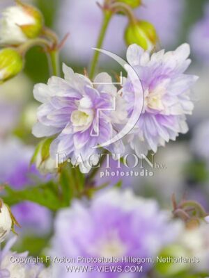 botanic stock photo Geranium