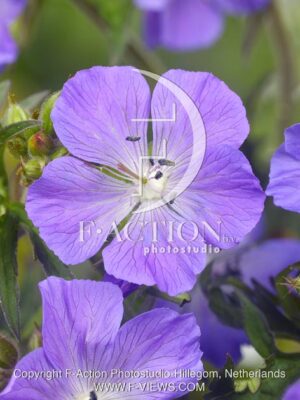 botanic stock photo Geranium