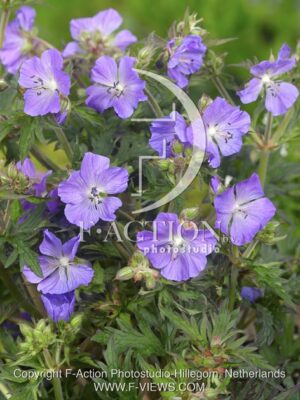 botanic stock photo Geranium