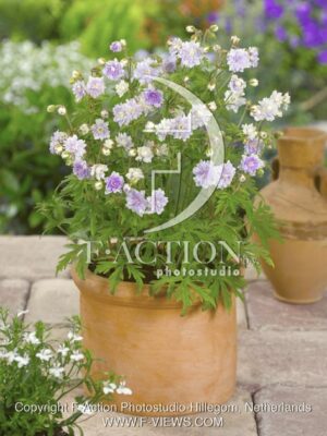 botanic stock photo Geranium