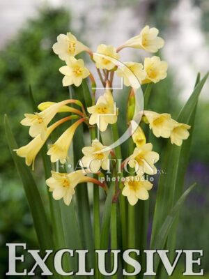 botanic stock photo Cyrtanthus