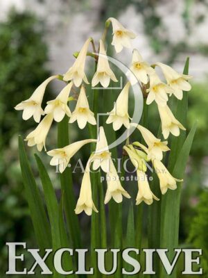 botanic stock photo Cyrtanthus