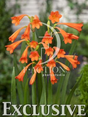botanic stock photo Cyrtanthus