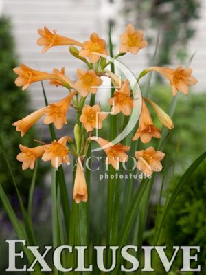 botanic stock photo Cyrtanthus