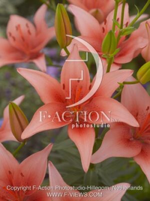 botanic stock photo Lilium