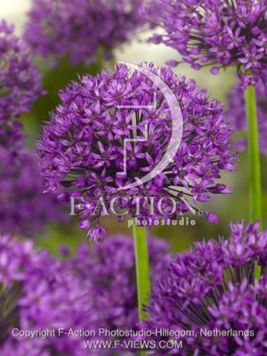botanic stock photo Allium