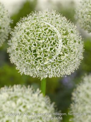 botanic stock photo Allium