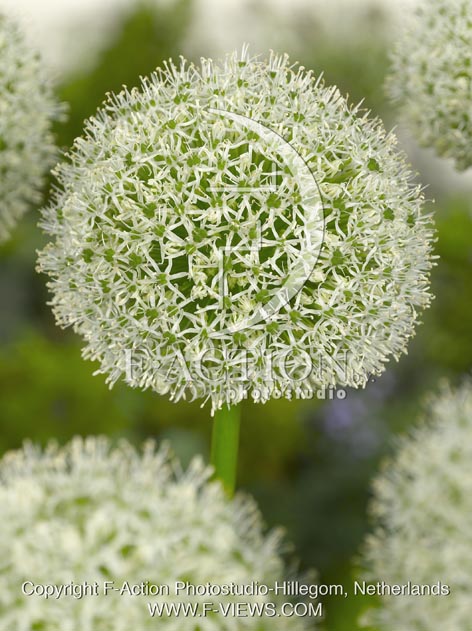 botanic stock photo Allium