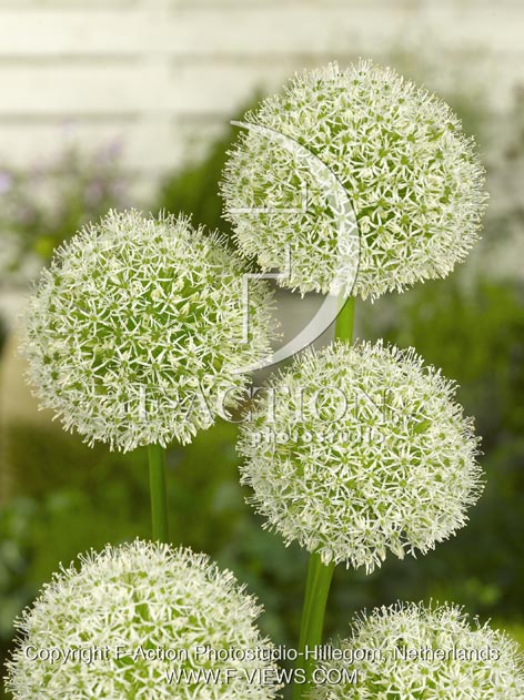 botanic stock photo Allium