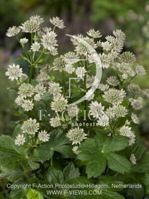 botanic stock photo Astrantia