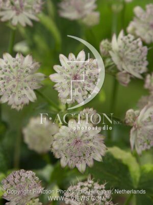 botanic stock photo Astrantia