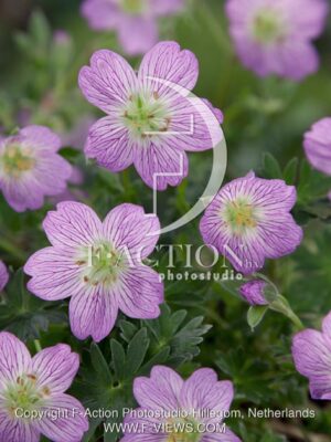 botanic stock photo Geranium