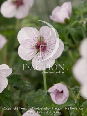 botanic stock photo Geranium