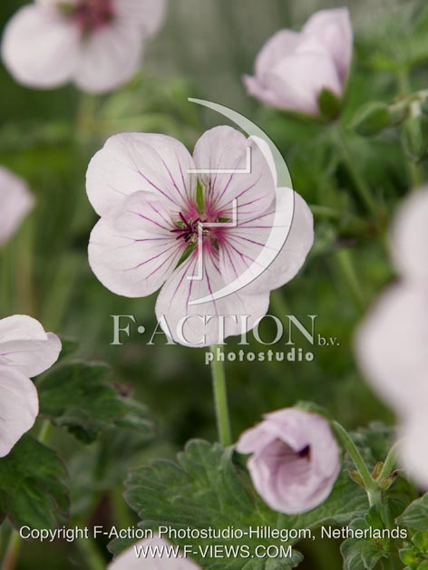 botanic stock photo Geranium