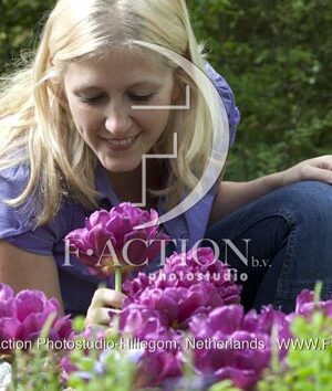botanic stock photo Tulipa