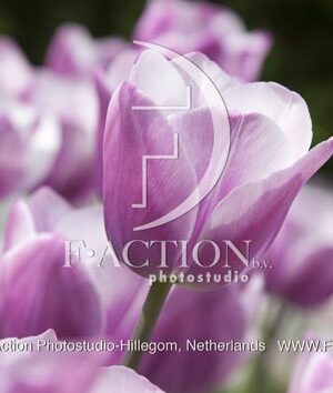 botanic stock photo Tulipa