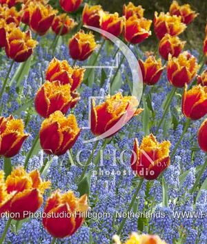 botanic stock photo Tulipa