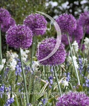 botanic stock photo Allium