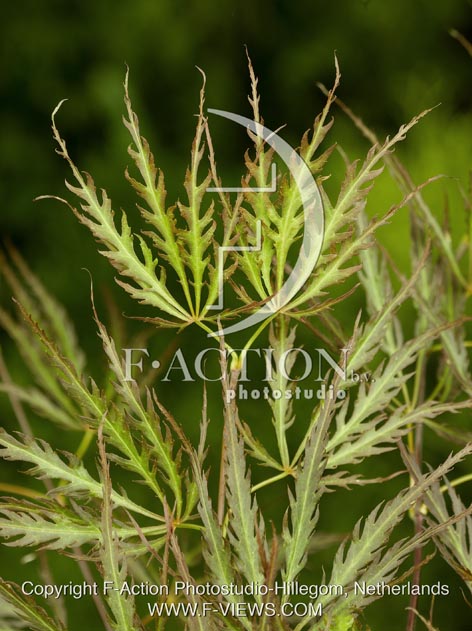 botanic stock photo Acer
