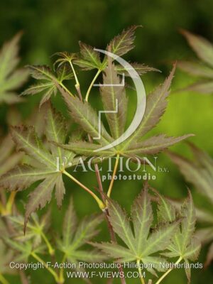 botanic stock photo Acer