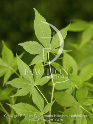 botanic stock photo Acer