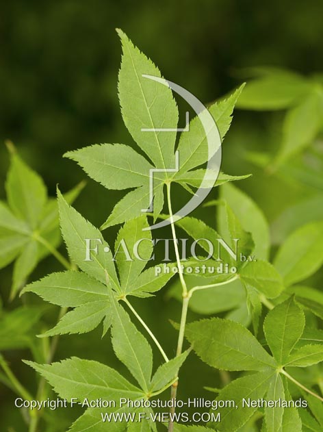 botanic stock photo Acer