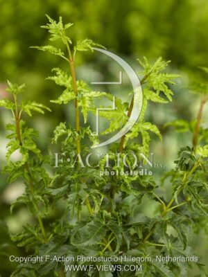 botanic stock photo Acer