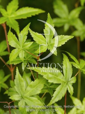 botanic stock photo Acer
