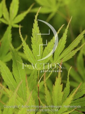 botanic stock photo Acer