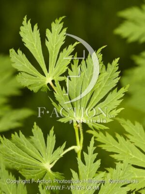 botanic stock photo Acer