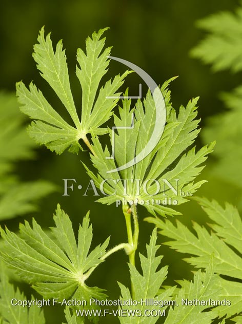 botanic stock photo Acer