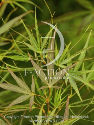 botanic stock photo Acer