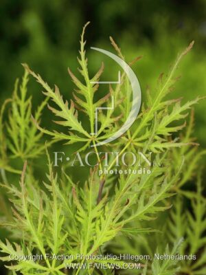 botanic stock photo Acer