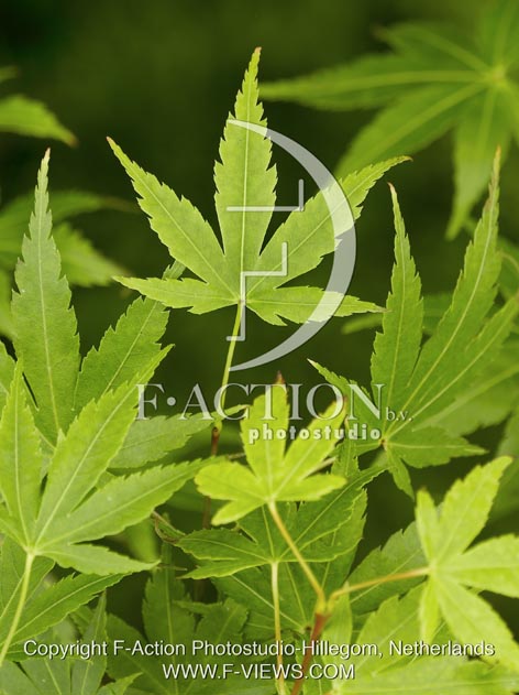 botanic stock photo Acer