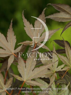 botanic stock photo Acer