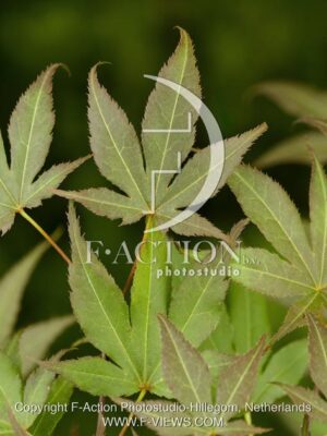 botanic stock photo Acer