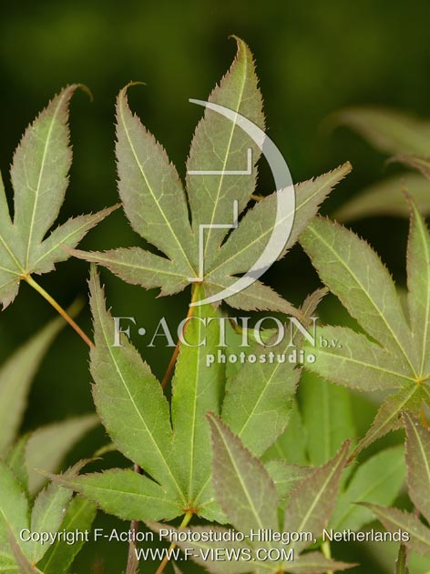 botanic stock photo Acer