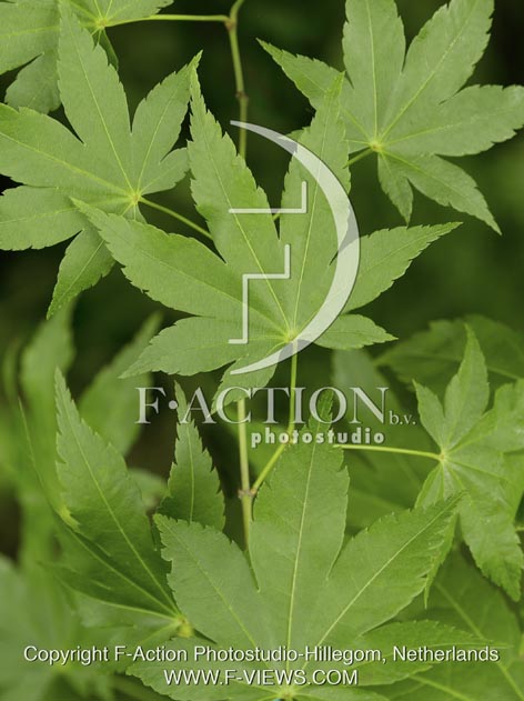botanic stock photo Acer