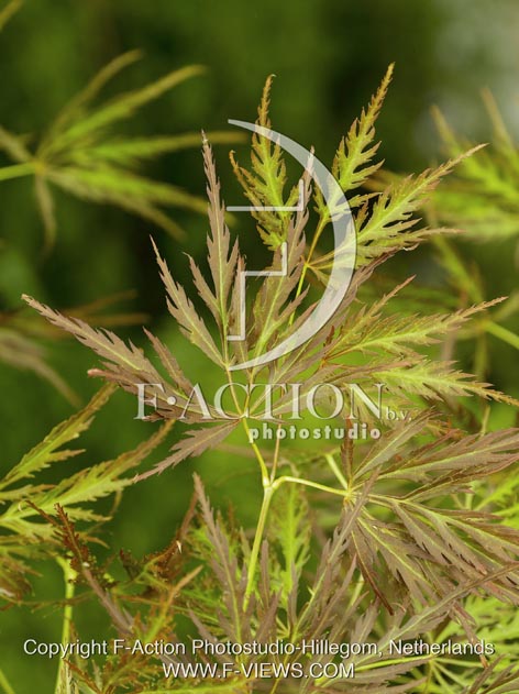 botanic stock photo Acer