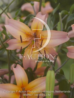 botanic stock photo Lilium