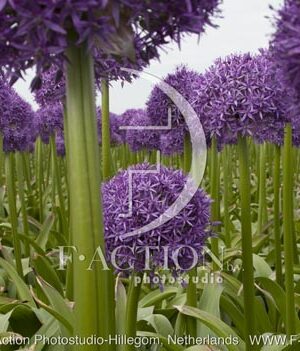 botanic stock photo Allium