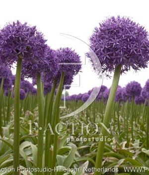 botanic stock photo Allium
