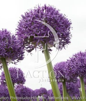 botanic stock photo Allium