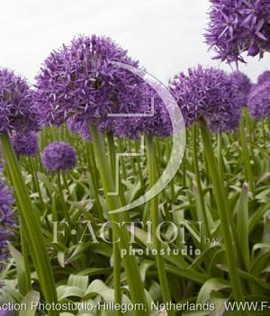 botanic stock photo Allium